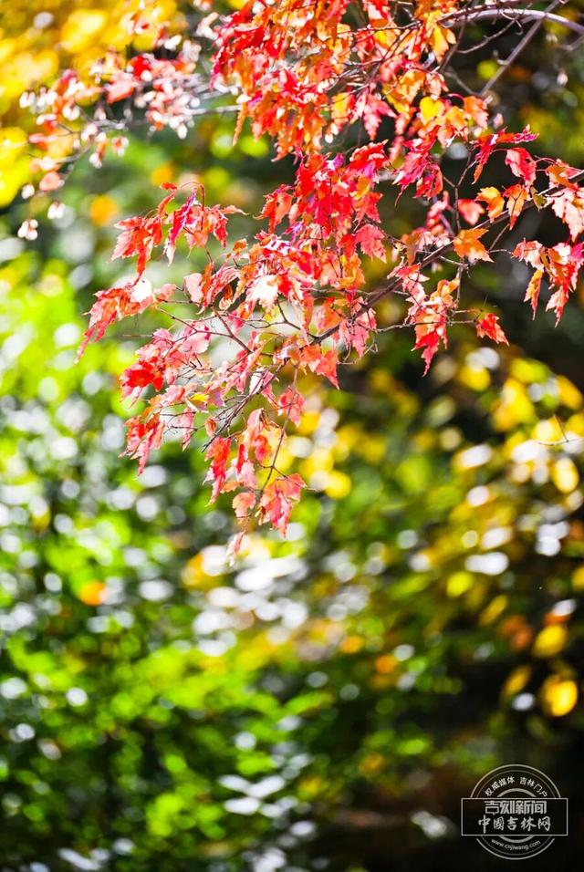 太美了！长春梨花园披上秋日盛装