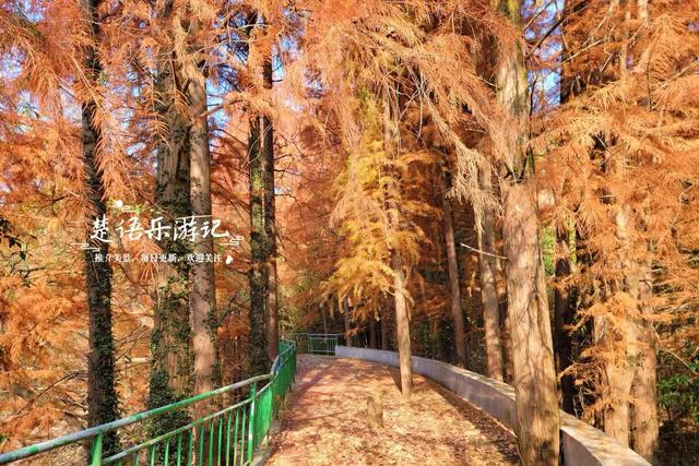 绍兴新昌这处风景少有人来，却是宝藏型桃源秘境，红杉林美不胜收