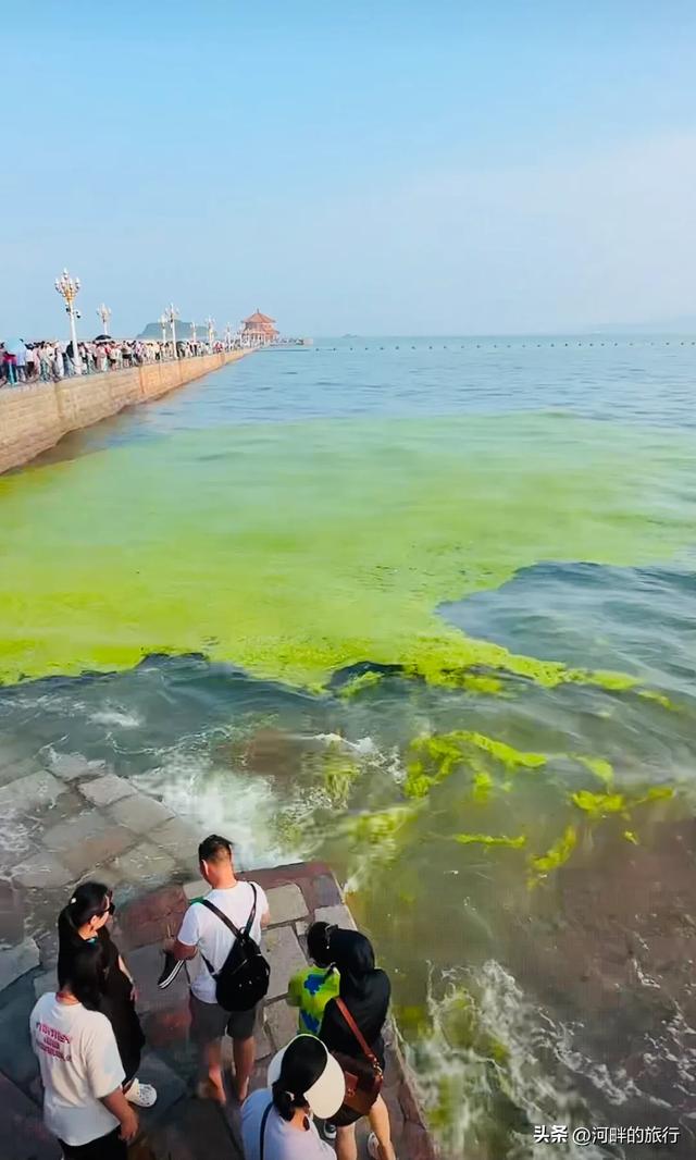 青岛大海，开始飘了浒苔