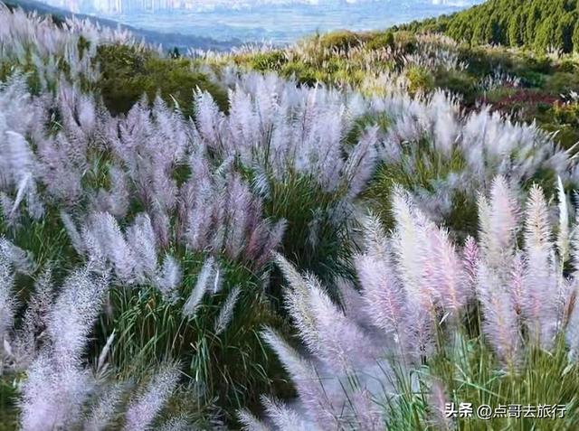 成都金堂爆红秋景，芭茅彩林超级惊艳，不要门票，徒步也是超棒！