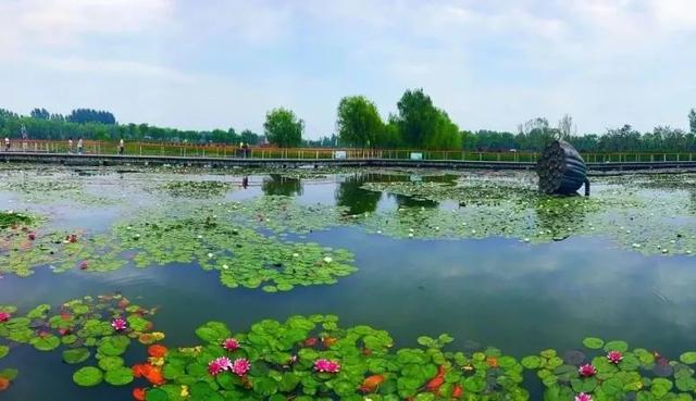 滕州微山湖红荷湿地：秋日限定的诗意画卷