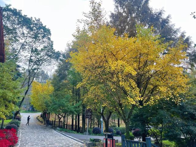 东黄山拾色记 | 皖美冬日 | 第十五届安徽国际文化旅游节