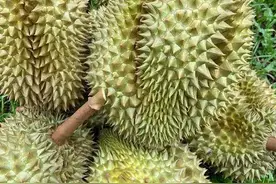 水果之王！榴莲又出新片了。图片
