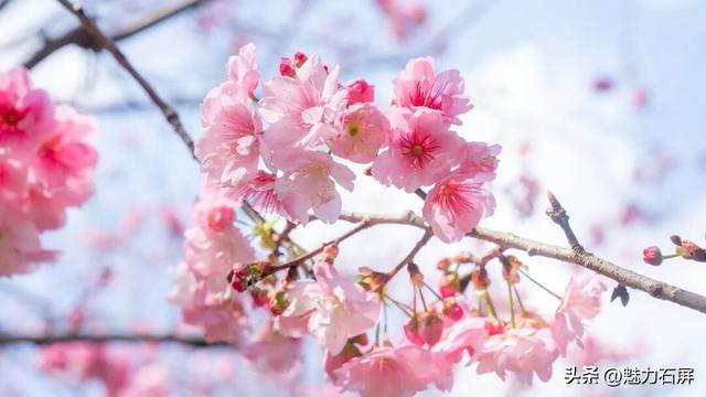 石屏樱开正盛 赴一场半山春光之约