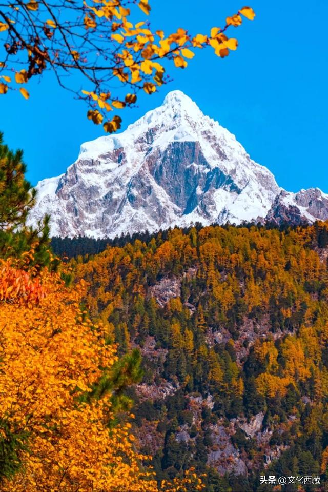 挖到国内巅峰秋景！半山秋色半山雪，不来西藏这里真的亏大了！