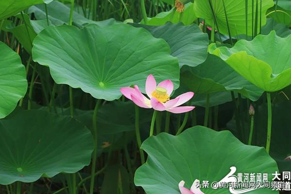 恒山脚下神溪湿地：荷花竞放引客来