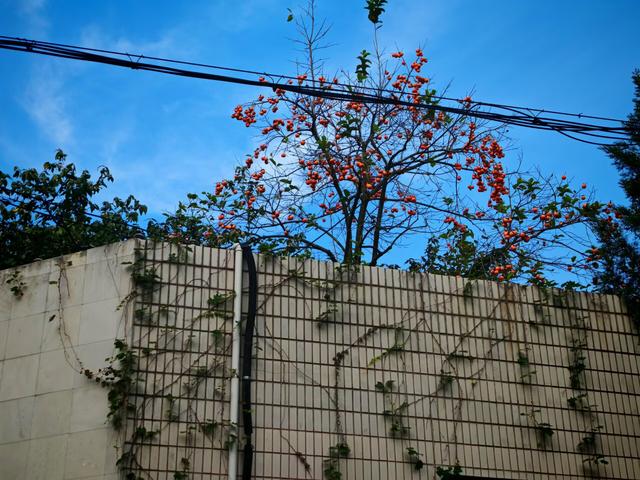 石象路银杏黄了！秋日南京必走的几条经典路线