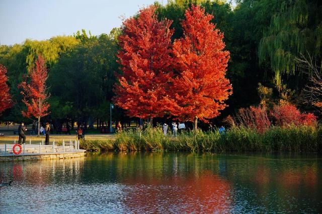 实拍！海淀“莫奈花园”已开启五彩斑斓“童话模式”