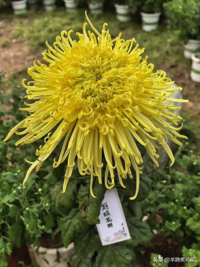 秋风独宠一园菊，晚来香艳出樊篱——北京北海公园2025年菊花展