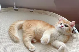 宠医男朋友是这样养猫的!图片