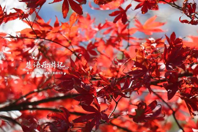 宁波四明山中鲜有人知的乡村，却被誉为中国红枫之乡，景色太迷人