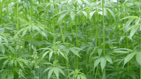 大美天水 | 一键收藏！清水的“多巴胺”配色