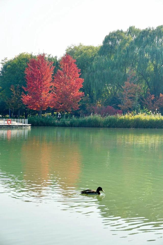 实拍！海淀“莫奈花园”已开启五彩斑斓“童话模式”