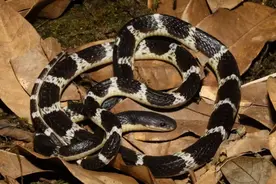 北京医生转行抓蛇，证明“素贞”才是真“毒王”图片