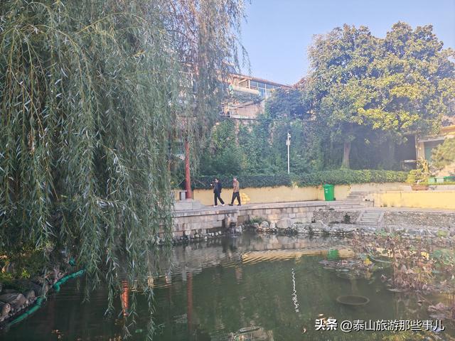 泰安：有一个城市园林，藏着1 眼泉水流芳千年，30个品种 600 盆秋菊