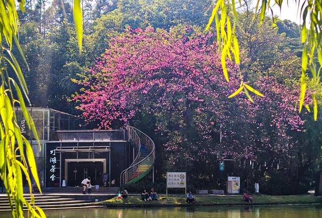 粉色异木棉盛放中！佛山五区这些观赏点，再不去就晚了