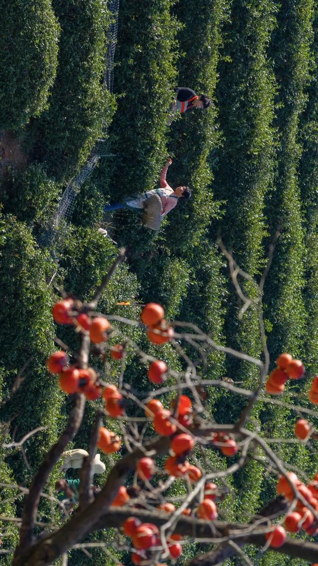 河南秋景大片，来了！（请横屏观看）
