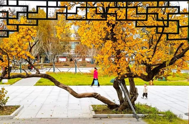 长治人的莲花池焕新归来，还是童年感觉！