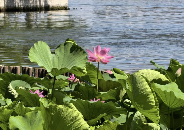 “清水出芙蓉，天然去雕饰” ：荷花朵朵开，“荷荷”又美美！