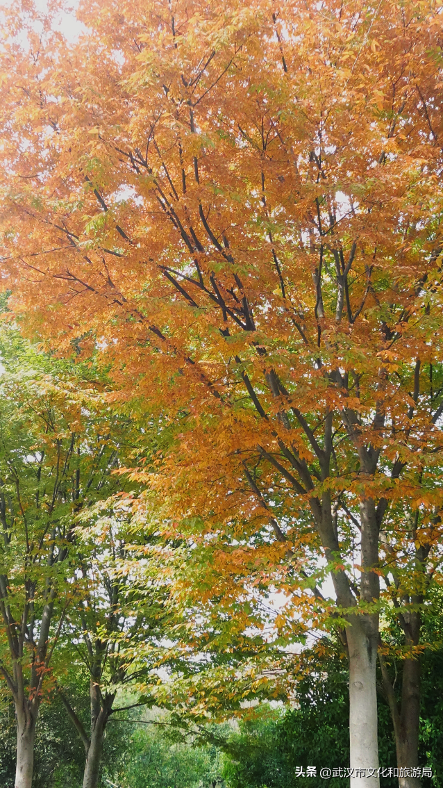 啊“秋”，彩林已上线，快收下这份斑斓！