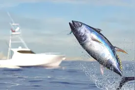 世界十大金枪鱼种类排名图片