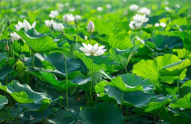 突然发现，凡是不靠吃药走出抑郁、焦虑的人，都有一个共性