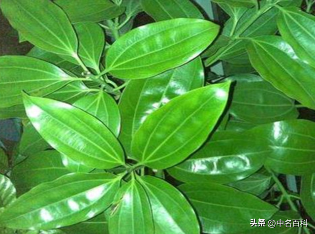 平安树养护指南：从“植物杀手”到“绿手指”的逆袭之路