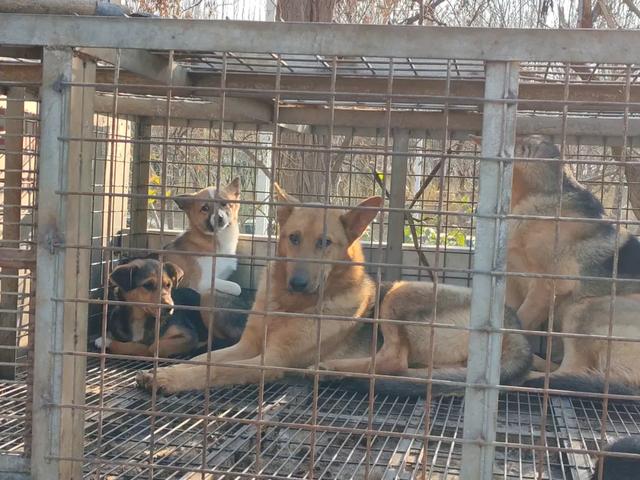 记录德州:岔河河堤上的大集,人山人海,异常热闹