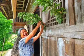 端午节插艾草，提醒：“2不采、3不挂、4讲究”，不懂规矩要吃亏图片