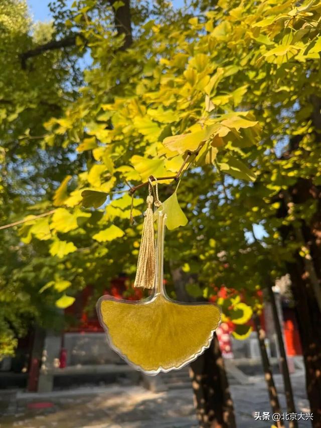 绝美！北京秋季颜值已达巅峰！这样定格最美秋天！