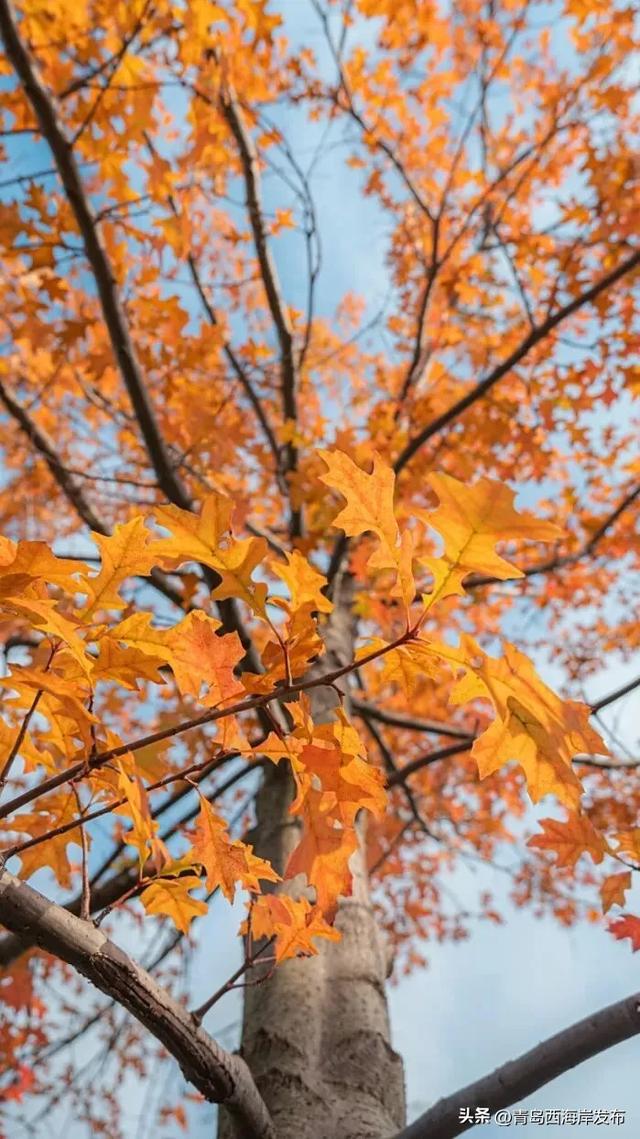 走不出这画了,我已被西海岸的秋景迷倒 🥹