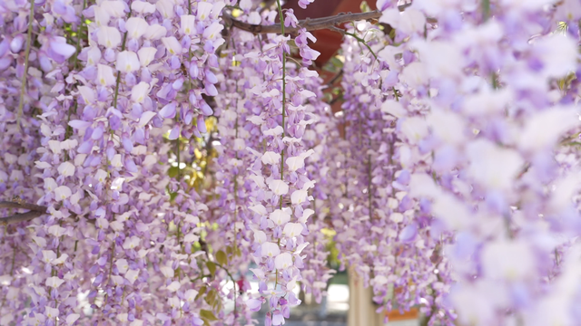 杭州春日“绝绝紫”瀑布已上线！