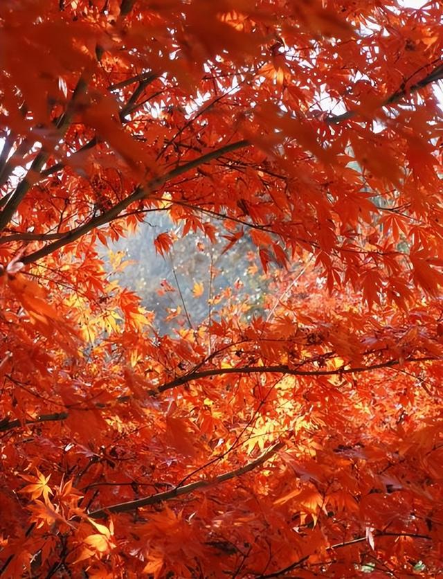 中国最知名的四大红叶观赏胜地：层林尽染，美不胜收