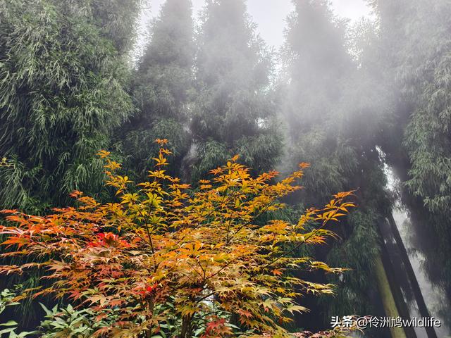 四川行(73)什邡红枫岭徒步到钟鼎寺