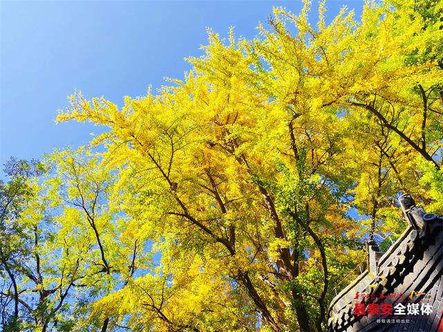 一树金黄 一树青绿 泰山斗母宫银杏迎来最佳观赏期