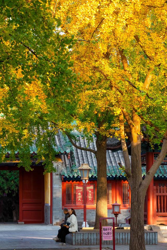 北京最爱的秋日清幽之地，曾经最高学府国子监，金黄的银杏美爆了