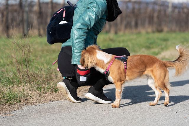 研究反转认知！1.1万年前狗已现多样性，早期人类是“幕后推手”