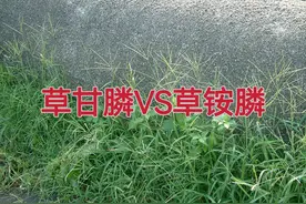草甘膦和草铵膦都是灭生除草剂，但效果差距大，选对药才能保效果图片