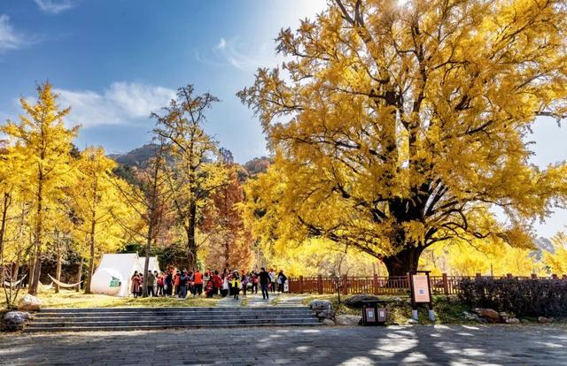 跟着赛事游随县丨大洪山顶级赏秋地更新！银杏最佳观赏期已到！