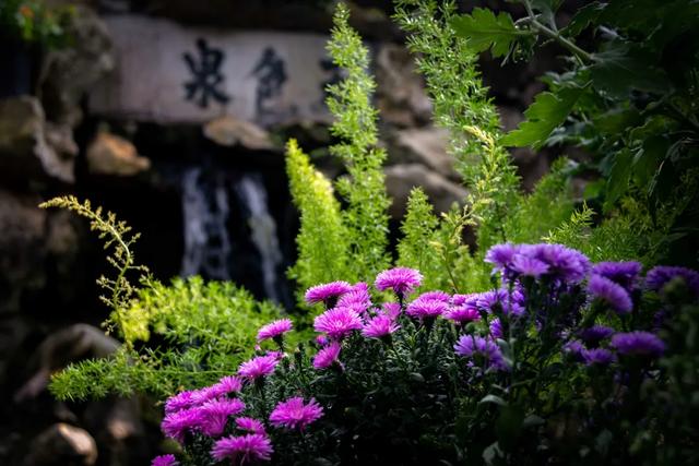 第五十一届醉白池菊展活动启幕