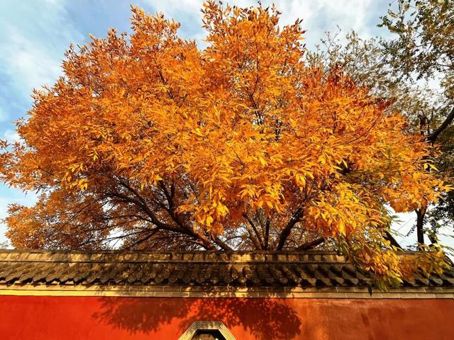 红与黄！我不允许还有人不知道这个打卡点！