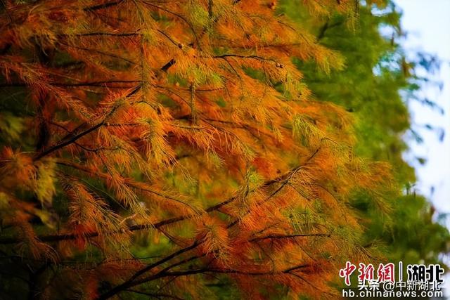 湖北随州晚霞宜人 市民乐享好时光