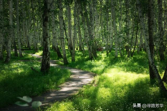 周末的风里，在康乐白桦林的山颠荡秋千