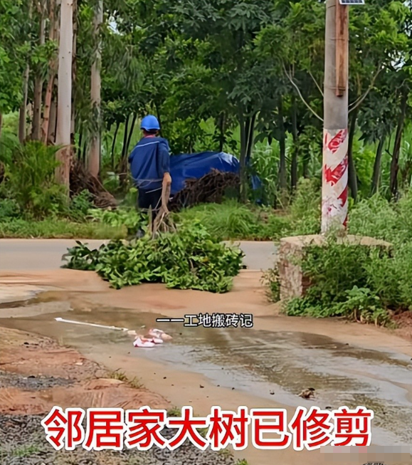 全红婵家建房再受阻后续！越界大树“挡路”不让砍，邻居终于妥协