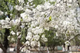张家口喊你来春游赏花啦！10打卡点7活动4线路图片