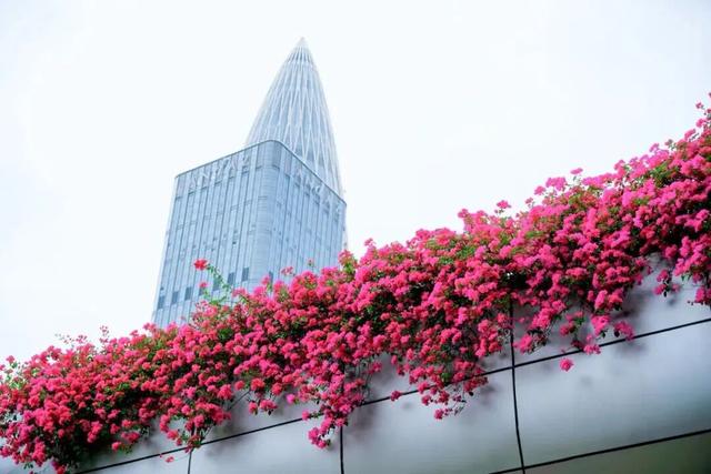 惊艳！南山60公里“空中花廊”来了~