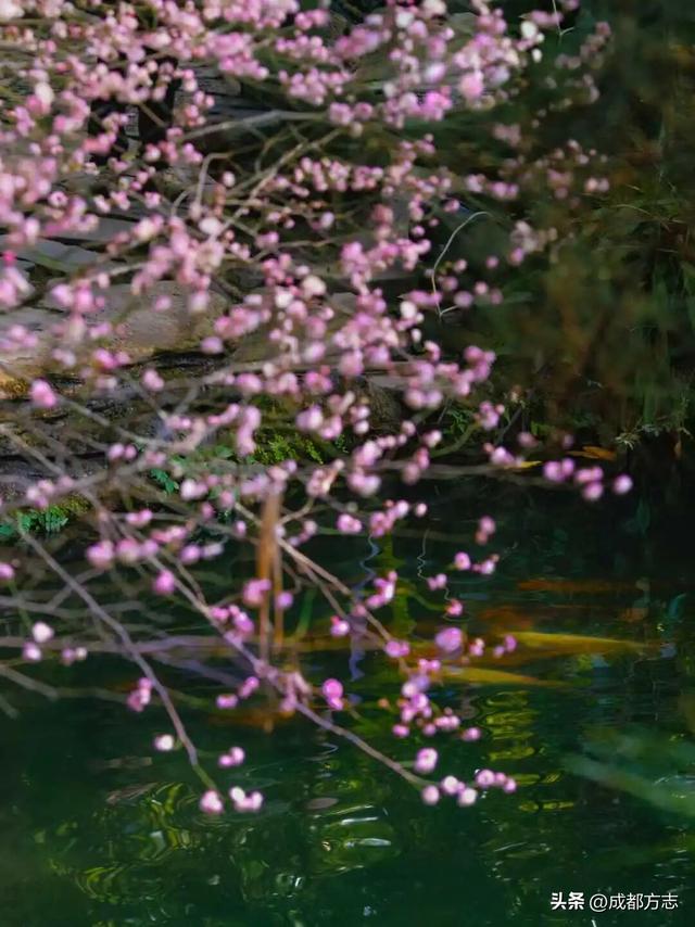 成都这波“梅”景太出片，错过再等一年~