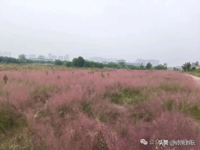 乘上地铁10号线到灞渭桥湿地公园，大片粉黛乱子草等着你打卡！