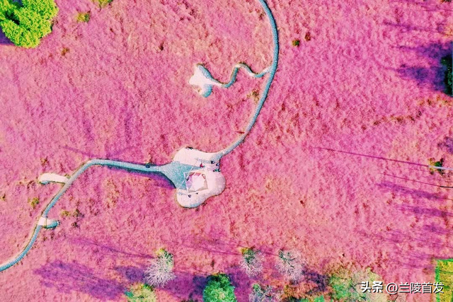 好客山东好品山东｜快看！山东的秋天是粉色的