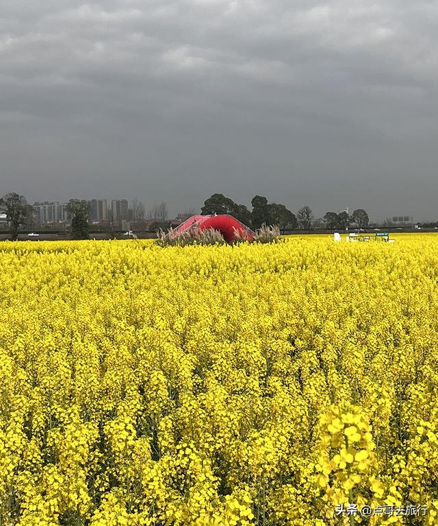 成都城区最大的油菜花田，2000亩铺天盖地般壮美，视觉非常震撼！